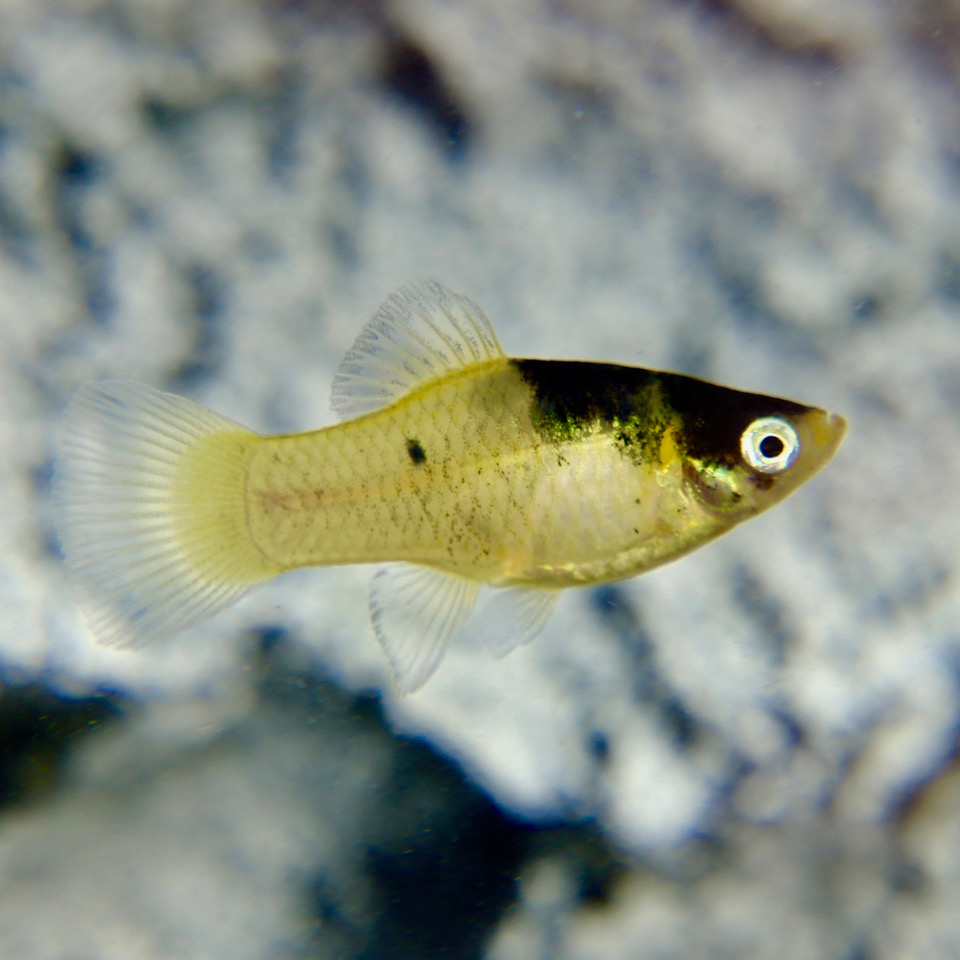 Xiph.maculatus   Platy Bumblebee M